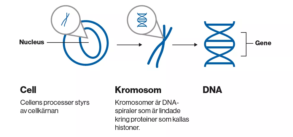 Gener är en beståndsdel i DNA